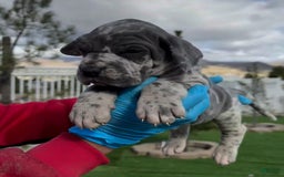 Great Dane dogs for sale: Titan - Image 2