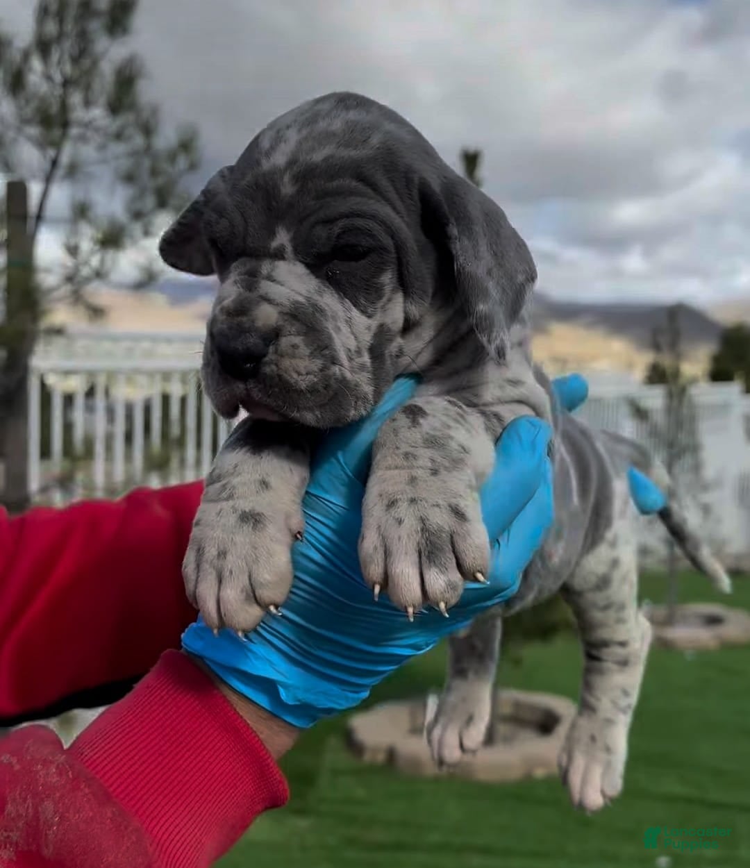 Great Dane dogs for sale: Titan - Image 2