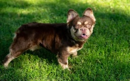 French Bulldog dogs for sale: Lil Wayne - Image 6