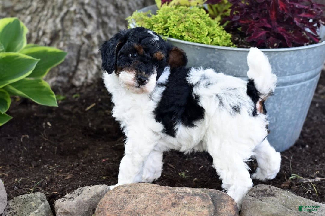 Miniature Poodle dogs for sale: Amos - Image 12