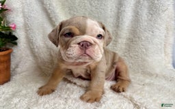 English Bulldog dogs for sale: Mose - Image 4