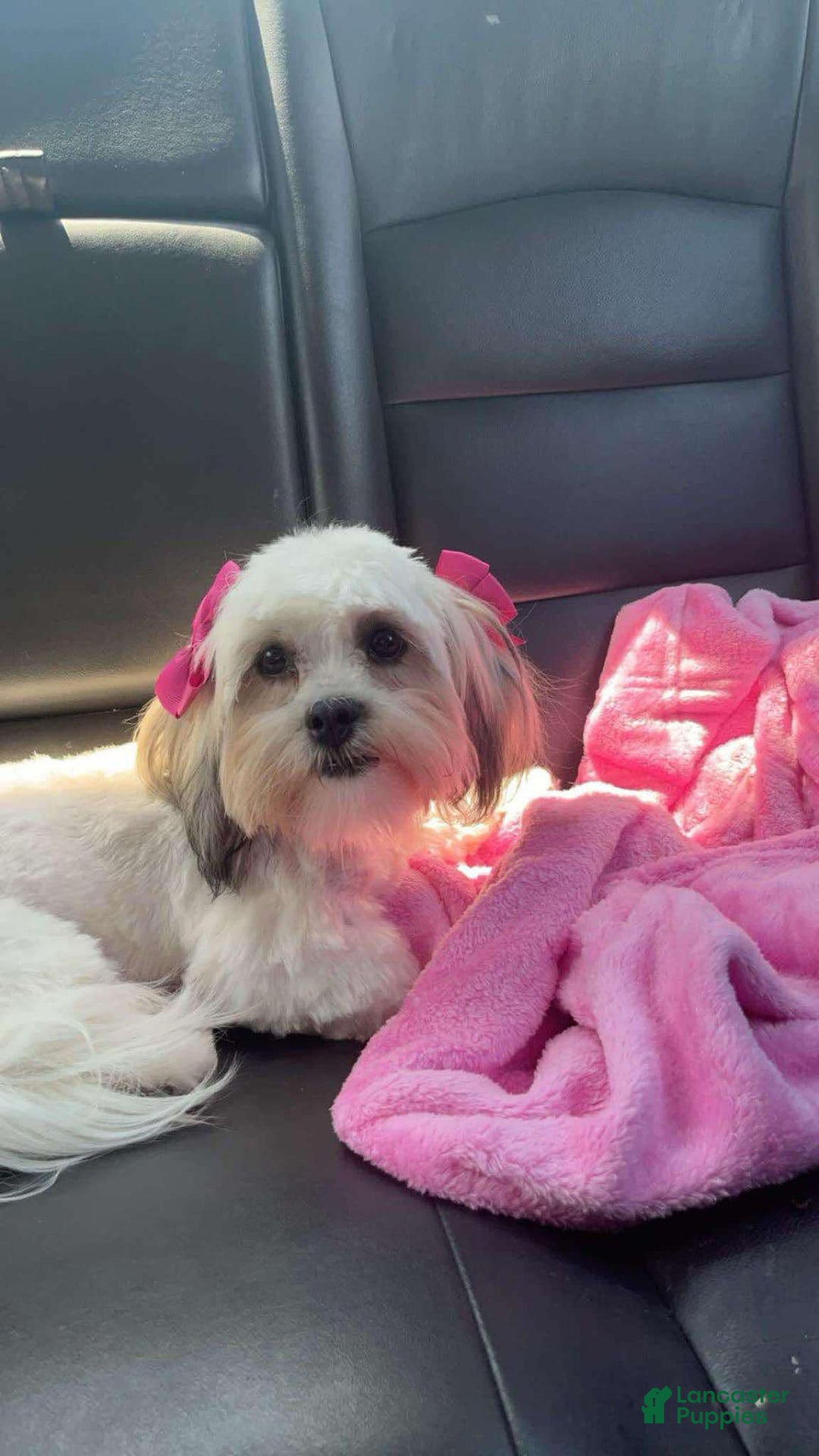 Cavapoo dogs for sale: Male 4 White With Tan - Image 7