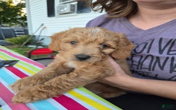 Mini Aussiedoodle dogs for sale: Brick - Image 1