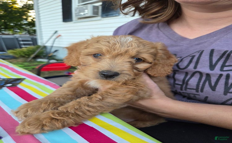 Mini Aussiedoodle dogs for sale - Ad 1