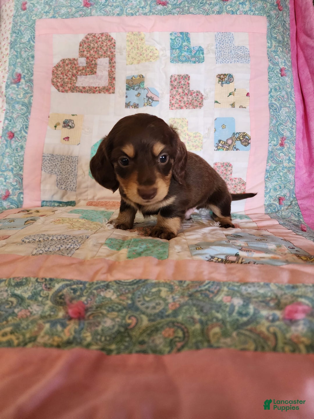 Miniature Dachshund dogs for sale: Casper - Image 9