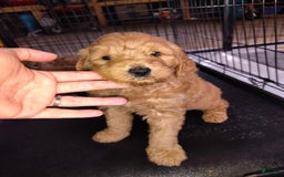 Mini Goldendoodle dogs for sale: Amy - Image 8