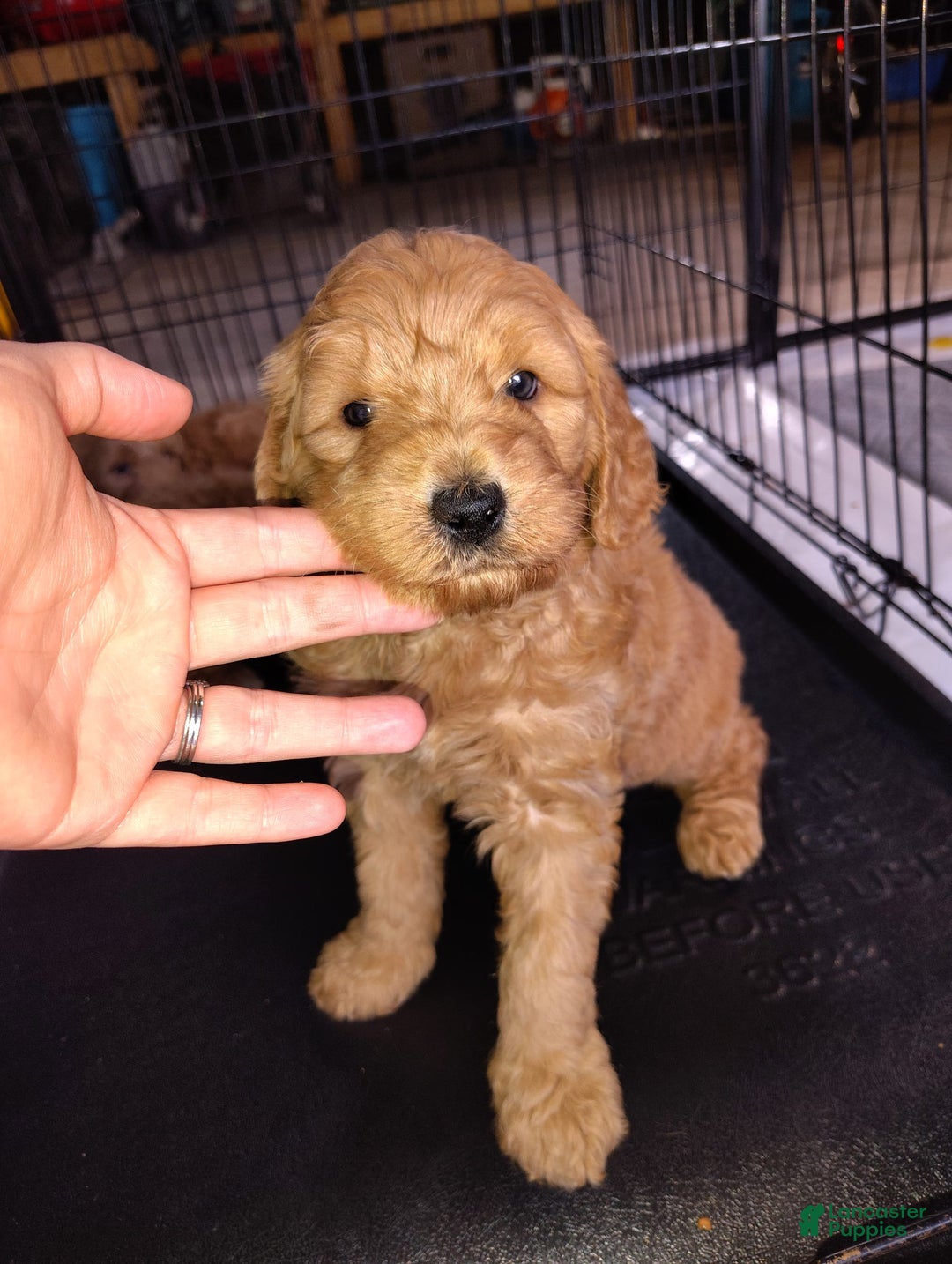 Mini Goldendoodle dogs for sale: Amy - Image 8