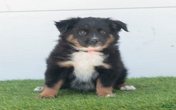 Australian Shepherd dogs for sale: Lassie - Image 2