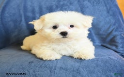Maltese dogs for sale: Chad - Image 4
