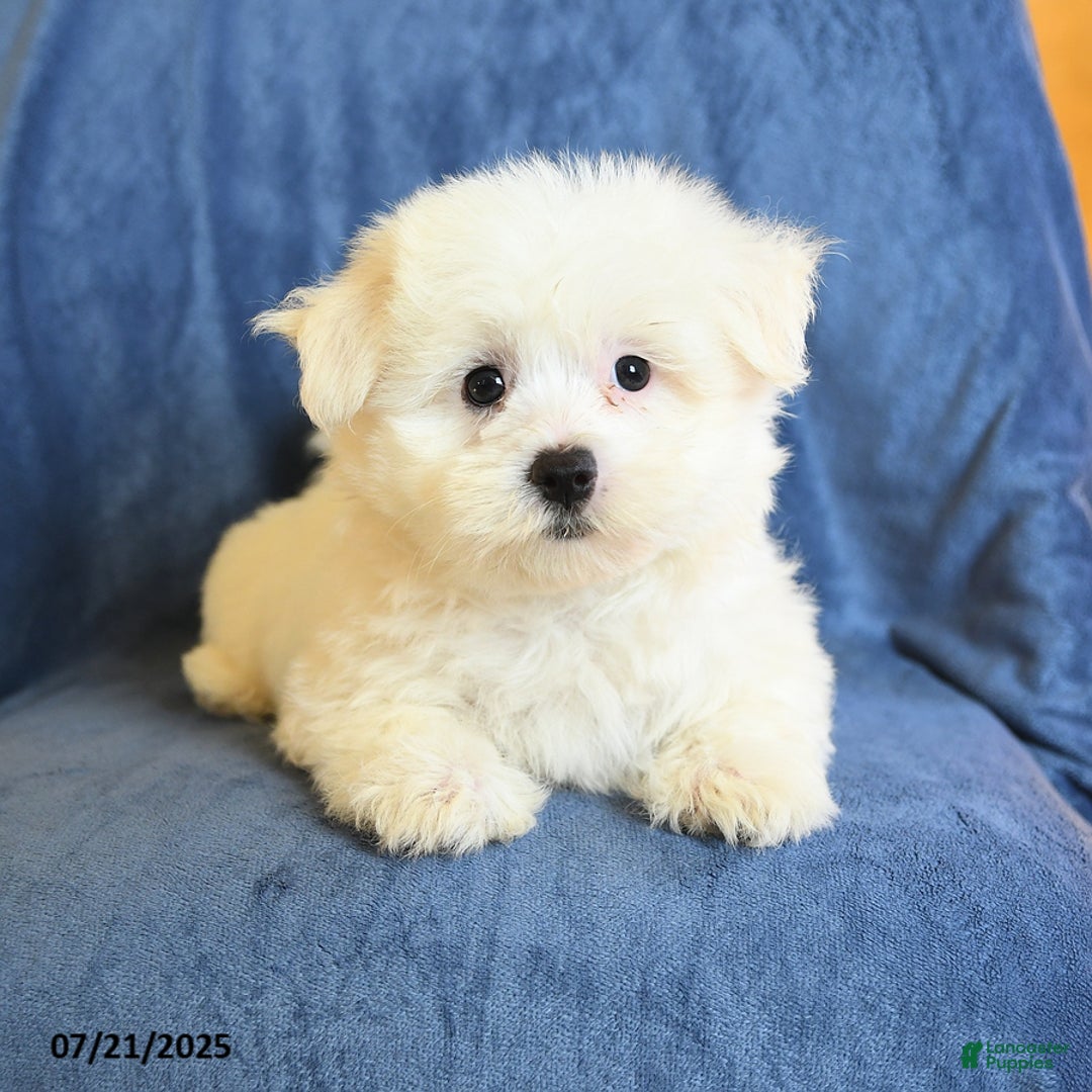 Maltese dogs for sale: Chad - Image 4