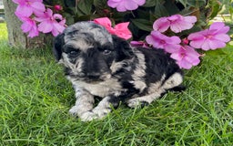 Standard Poodle dogs for sale: Reba - Image 1