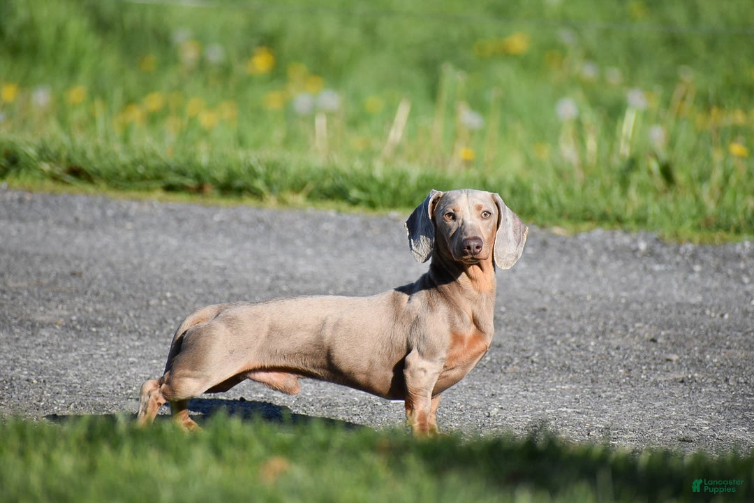 Dachshund dogs for sale: Jake - Image 12