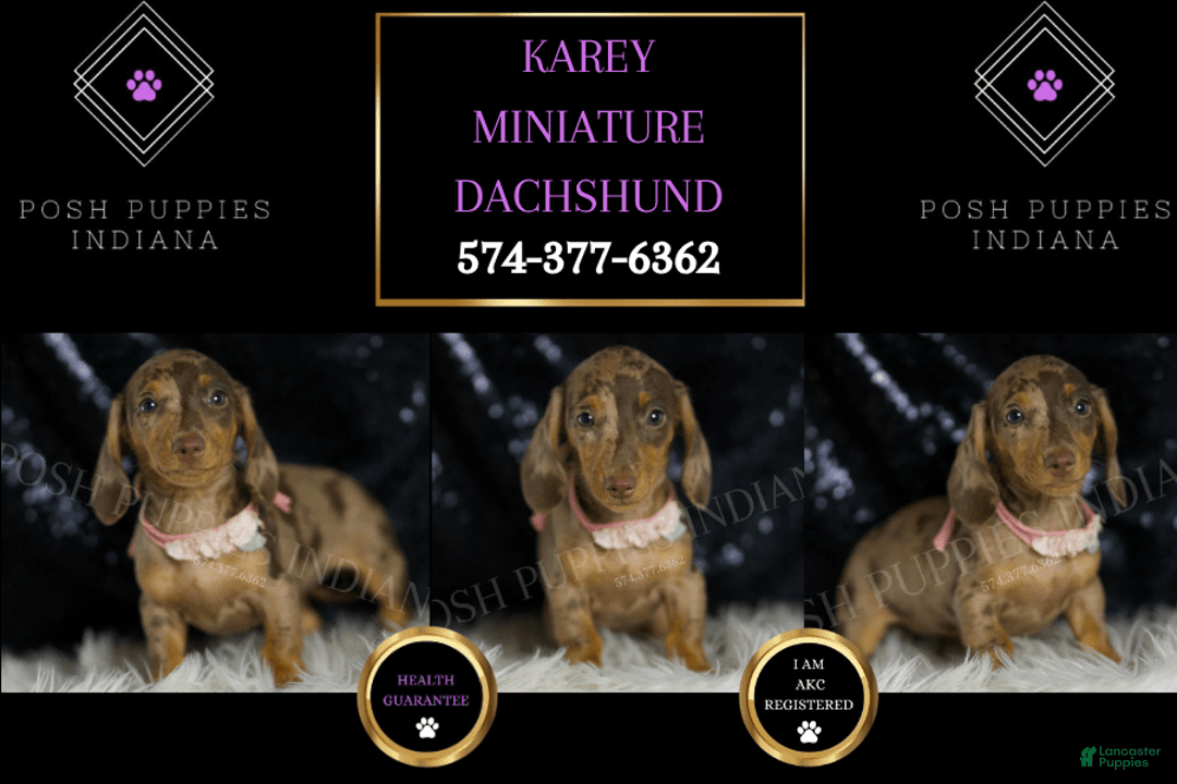 Miniature Dachshund dogs for sale: Karey - Image 5