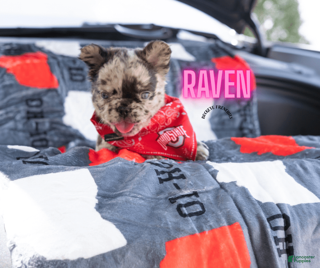 French Bulldog dogs for sale: Raven - Image 3