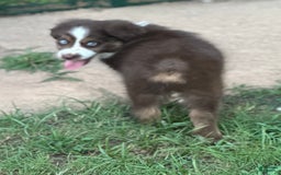 Australian Shepherd dogs for sale: Kenny - Image 2