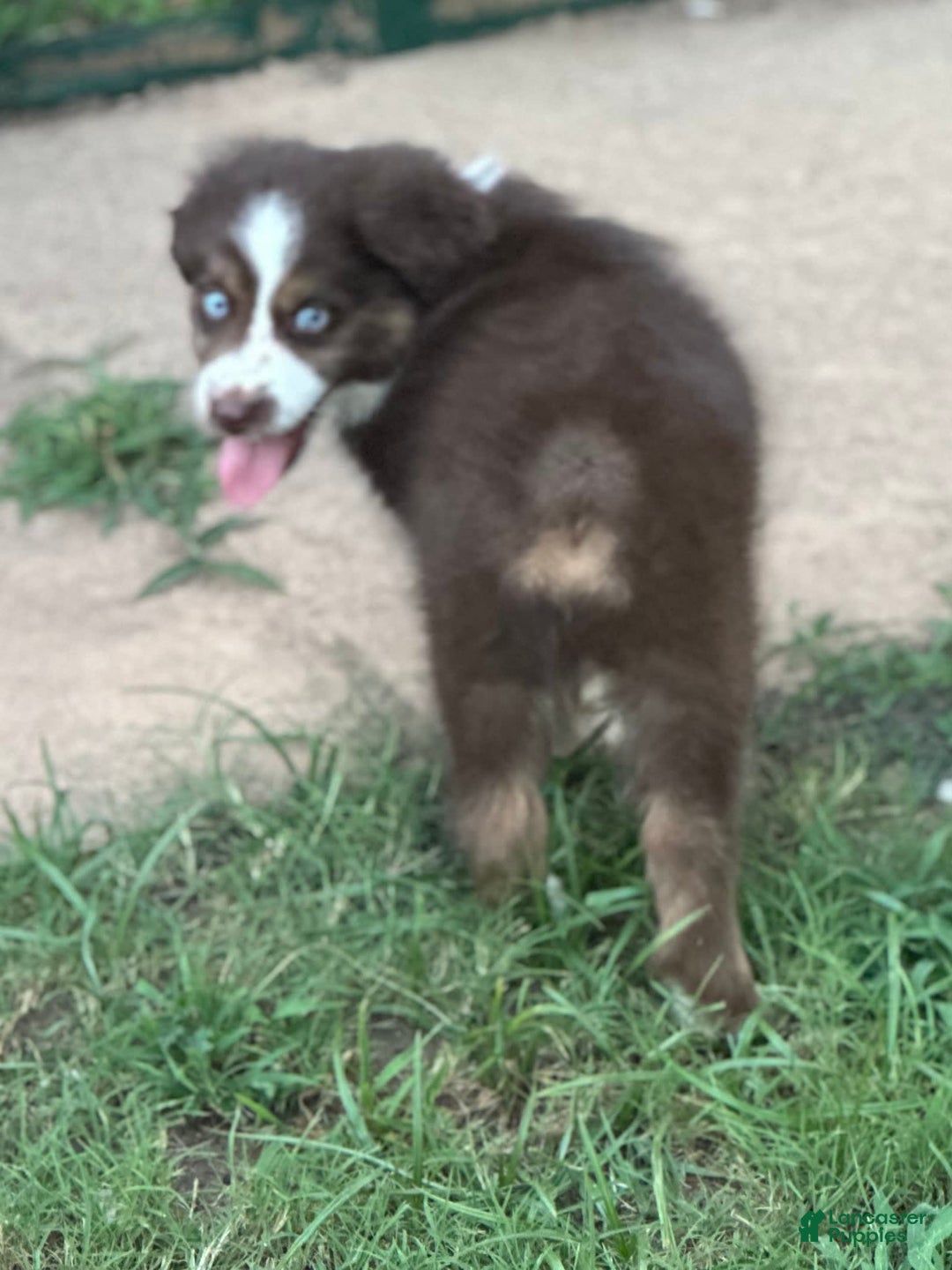 Australian Shepherd dogs for sale: Kenny - Image 2