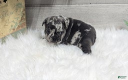 French Bulldog dogs for sale: Kyrie - Image 6