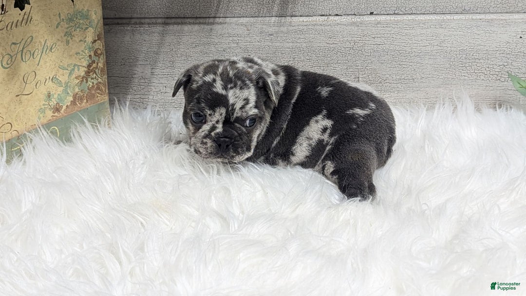 French Bulldog dogs for sale: Kyrie - Image 6