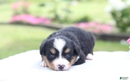 Bernese Mountain Dog dogs for sale: Phoebe AKC - Image 8