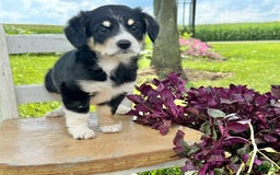 Welsh Corgi Pembroke dogs for sale: Welsh Corgi (Pembroke) 5 puppies - Image 3