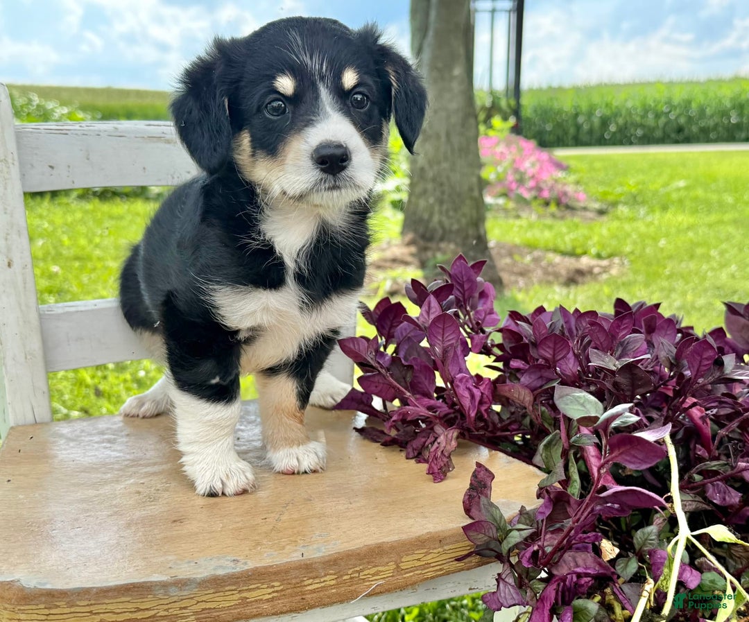 Welsh Corgi Pembroke dogs for sale: Welsh Corgi (Pembroke) 5 puppies - Image 3