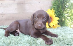 Labrador Retriever dogs for sale: Rattler - Image 2