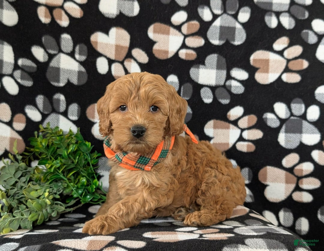 Cockapoo dogs for sale: Ferguson - Image 4