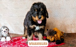 Bernedoodle dogs for sale: Wrangler - Image 12