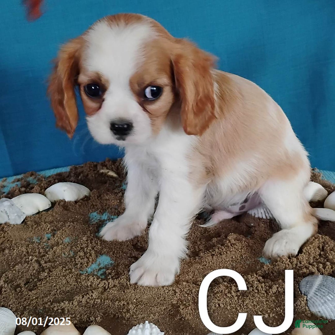 Cavalier King Charles Spaniel dogs for sale: CJ - Image 3