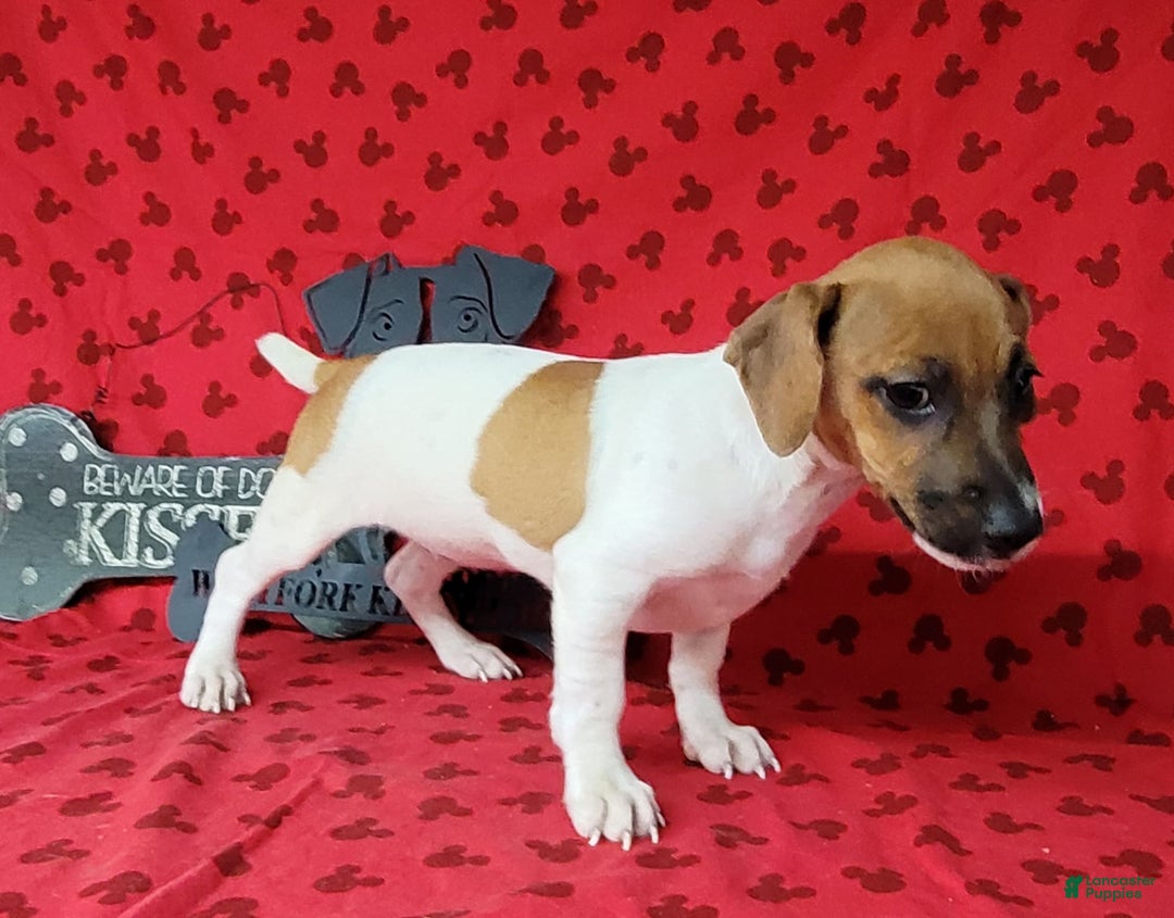 Jack Russell Terrier dogs for sale: Jack Russell Terrier Peppy - Image 10