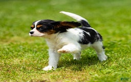 Cavalier King Charles Spaniel dogs for sale: Niki - Image 6