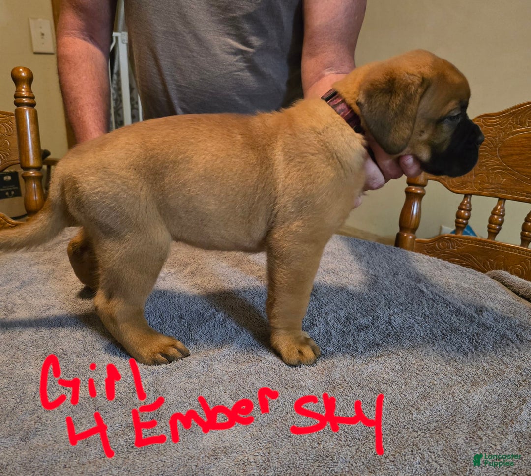 Dogue De Bordeaux dogs for sale: Ember Sky - Image 1