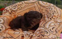Toy Poodle dogs for sale: Toy Poodle 5 puppies - Image 18