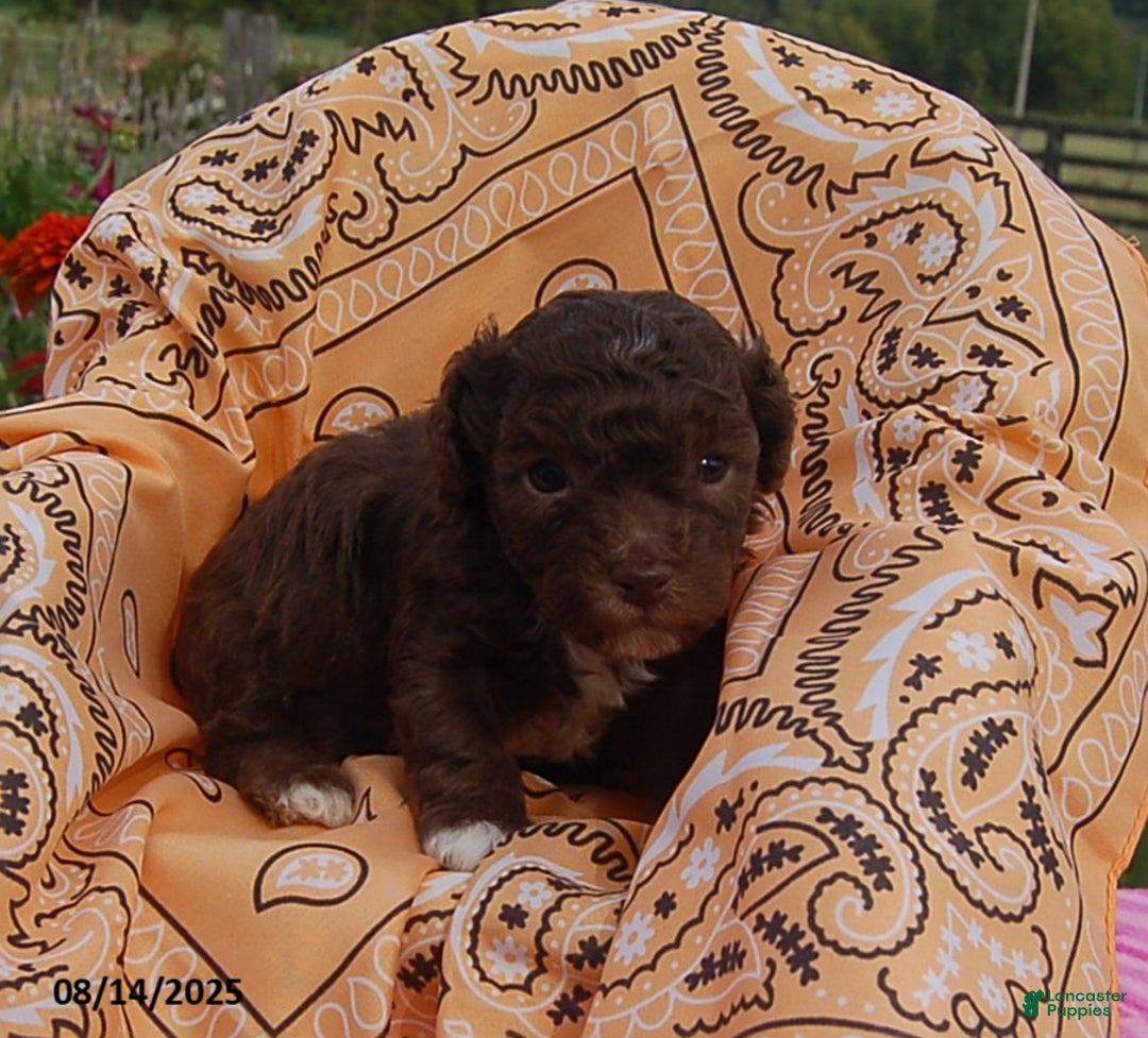 Toy Poodle dogs for sale: Toy Poodle 5 puppies - Image 18