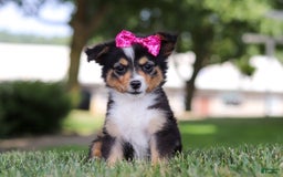 Mini Bernedoodle dogs for sale: Anne - Image 1