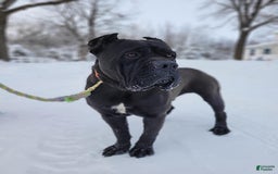 Cane Corso dogs for sale: Cali - Image 17