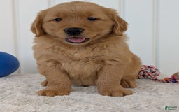 Golden Retriever dogs for sale: Brady - Image 2
