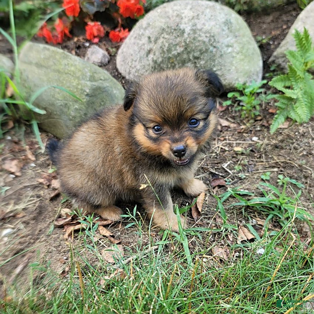 Pomeranian dogs for sale: Lacey - Image 1