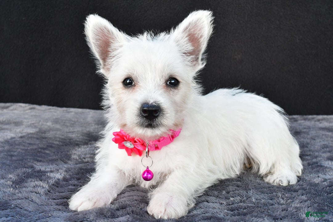 West Highland Terrier dogs for sale: Novella - Image 1