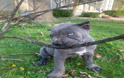 Cane Corso dogs for sale: Draco - Image 4