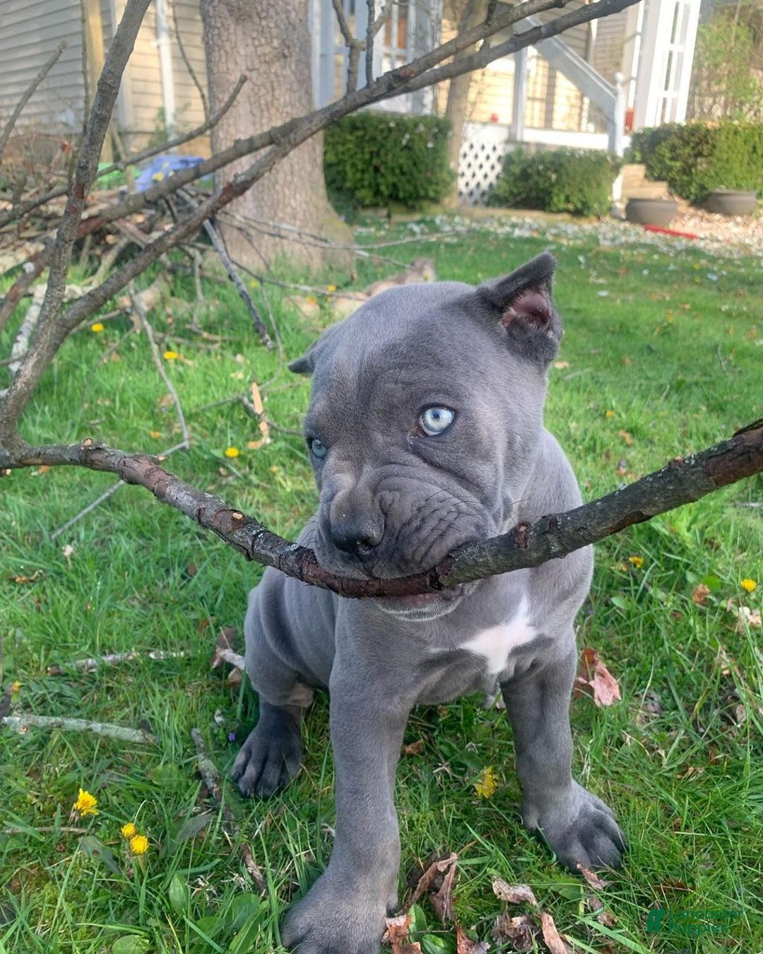 Cane Corso dogs for sale: Draco - Image 4