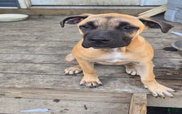 Cane Corso dogs for sale: Tiny - Image 8