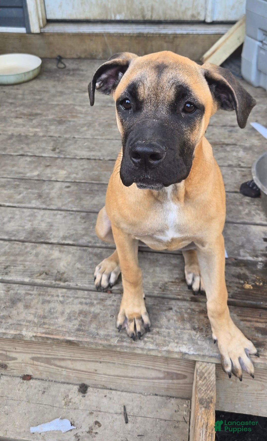 Cane Corso dogs for sale: Tiny - Image 8