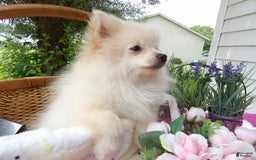 Pomeranian dogs for sale: Sparky - Image 1