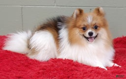 Pomeranian dogs for sale: Clark - Image 8