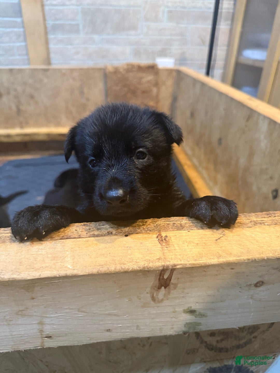 German Shepherd dogs for sale: Princess - Image 6