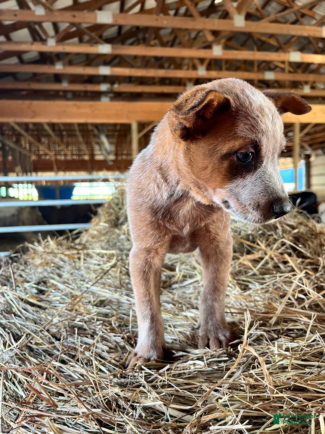 Australian Cattle Dog dogs for sale: Nina - Image 8