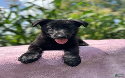 German Shepherd dogs for sale: Shadow - Image 4