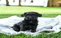Yorkiepoo dogs for sale: Cookies N Cream - Image 2