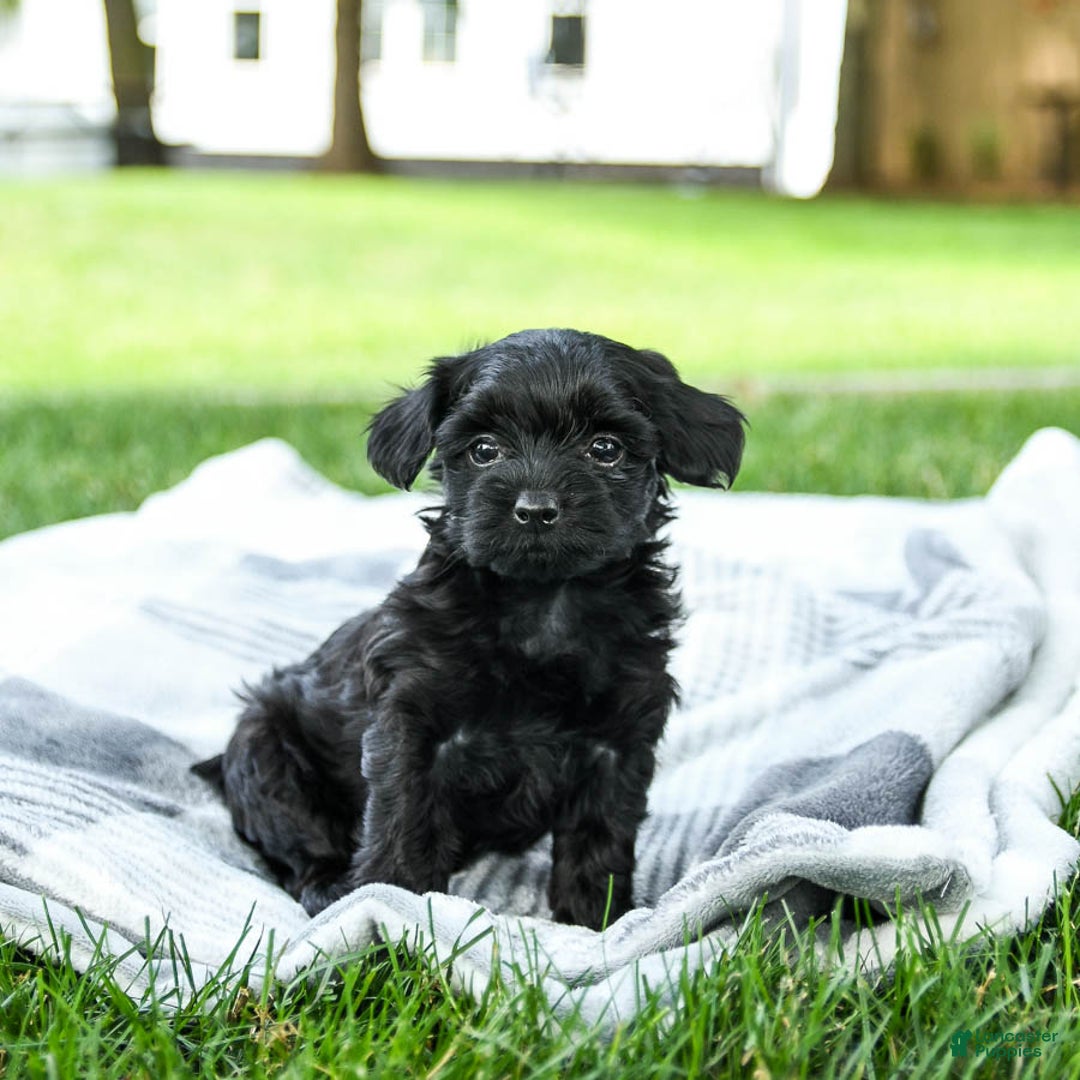 Yorkiepoo dogs for sale: Cookies N Cream - Image 2